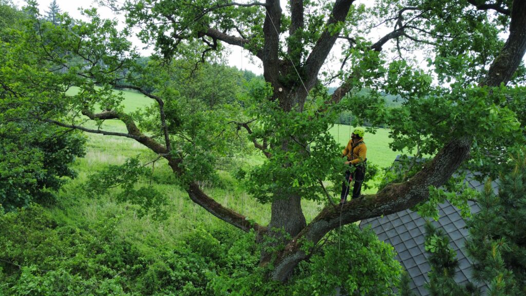 Bezpečnostní prořez suchých větví v obci Pustá Rybná na Vysočině